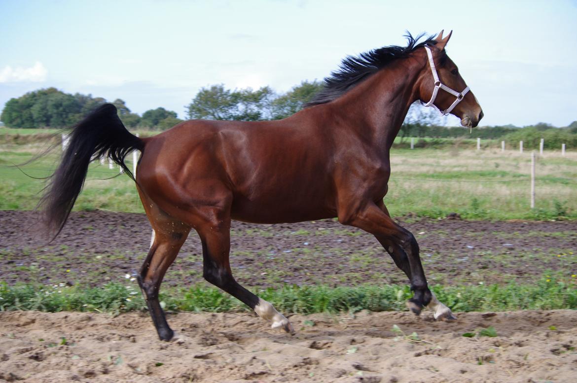 Oldenborg Rosenhavens Flora billede 19