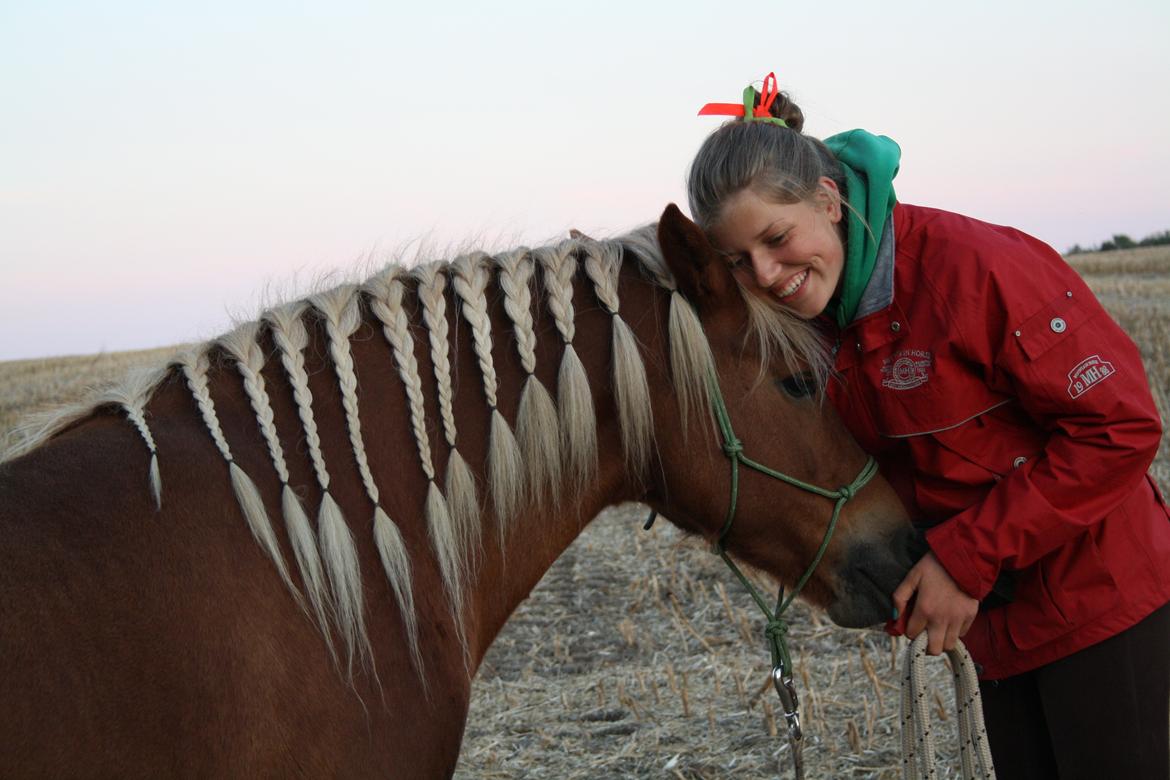 Islænder Syrpa fra Gyllingnæs - Æjh, hun er dejlig! <3 billede 7