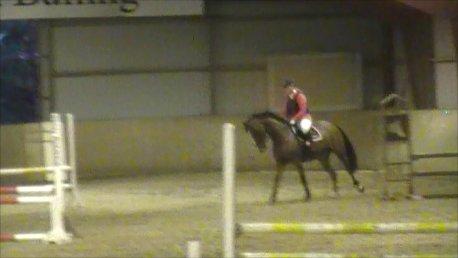 Dansk Varmblod Lyngdalgårds Studina - September 2012 billede 20