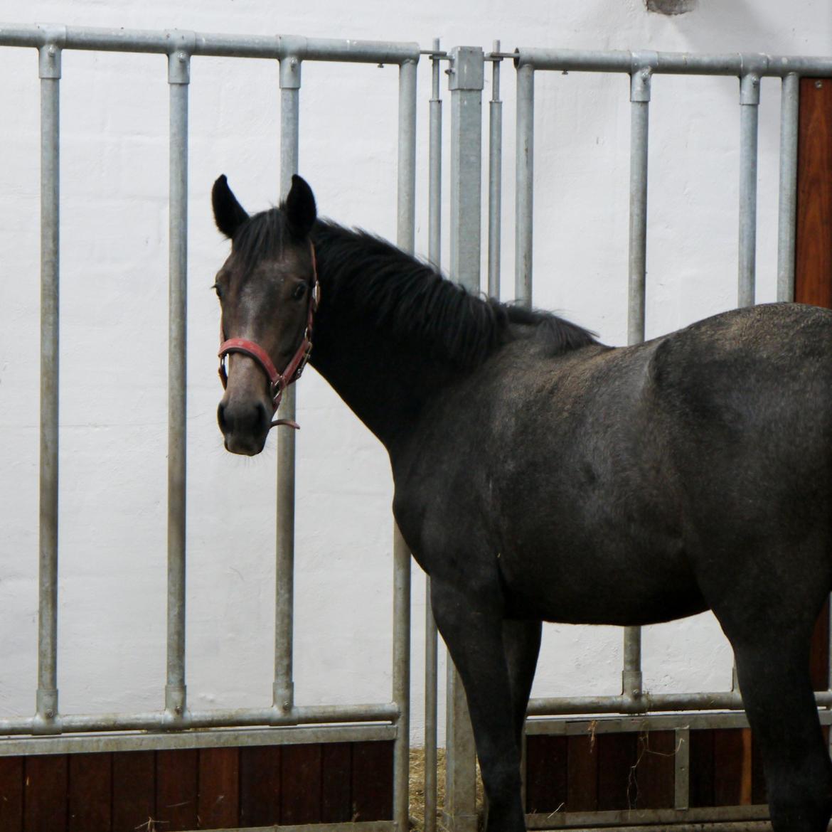 Holstener Cassie Gørtz - d. 21/09 - 2012. Cassie næsten 1 ½ år, tilbage i løsdriften efter laaaang genoptræningsforløb efter operation. billede 18