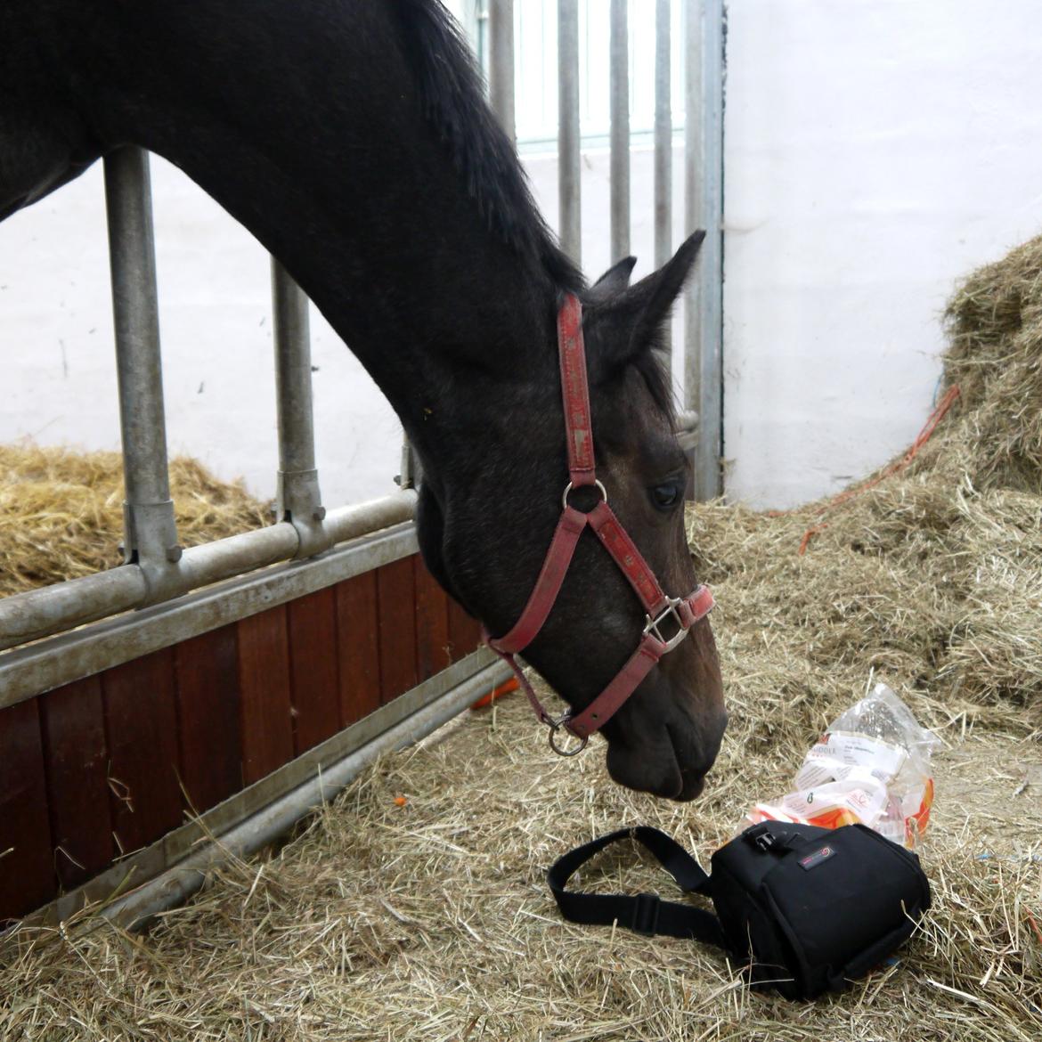 Holstener Cassie Gørtz - d. 21/09 - 2012. Jeg kan næsten nå gulerødderne, iiih :) billede 19