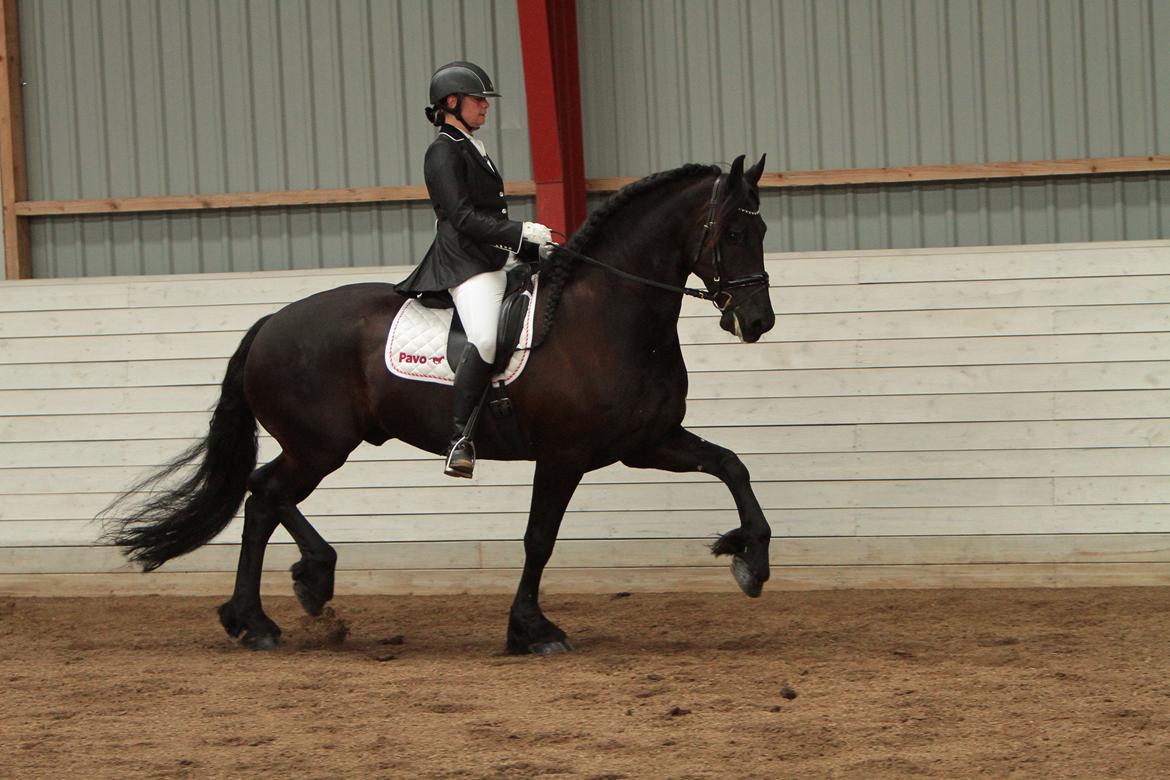 Frieser Hidde fan de"kromme Jelte' STER SPORT billede 4