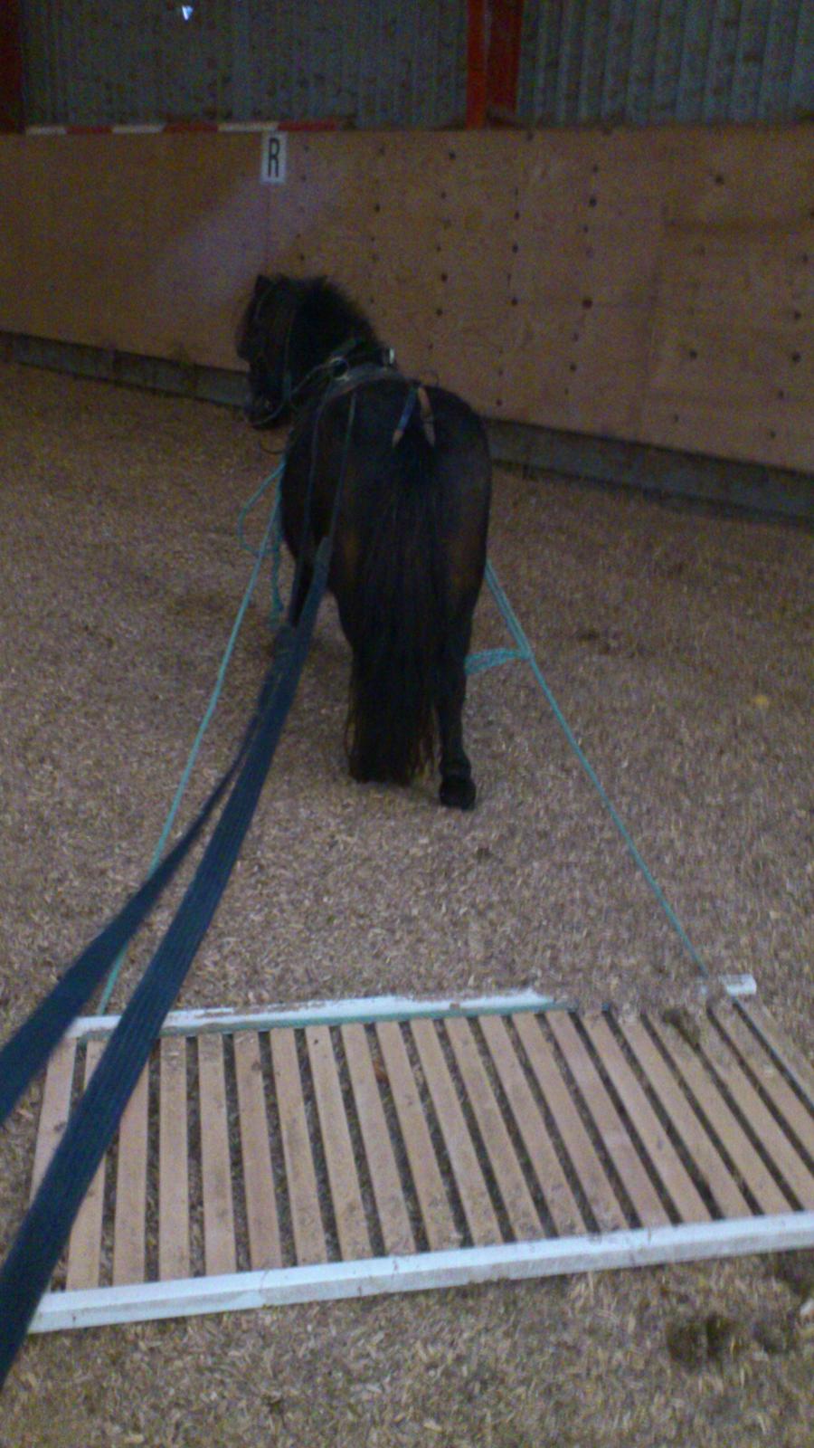 Shetlænder Lukas billede 13