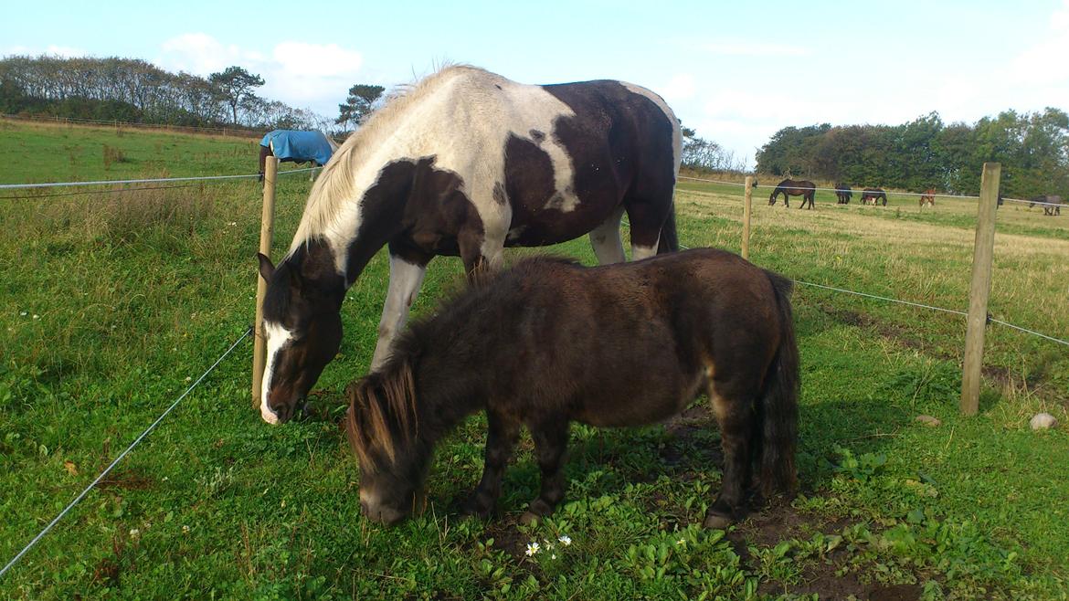 Shetlænder Lukas billede 14