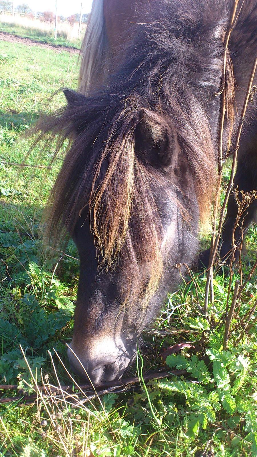 Shetlænder Lukas billede 15