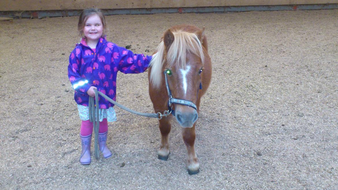 Shetlænder Alf billede 4