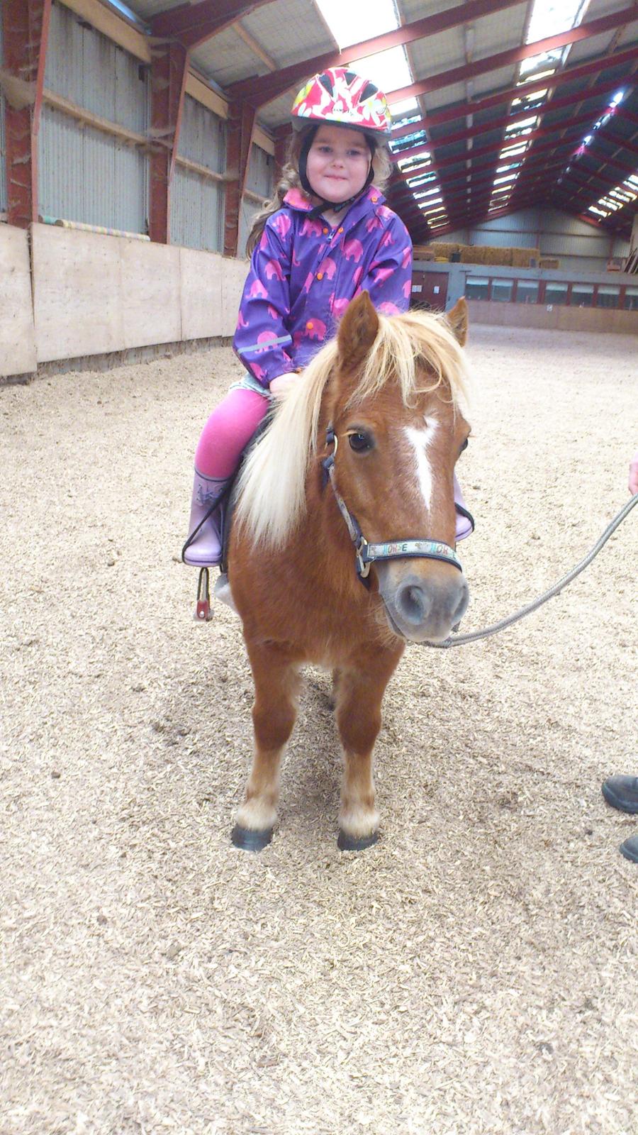 Shetlænder Alf billede 2