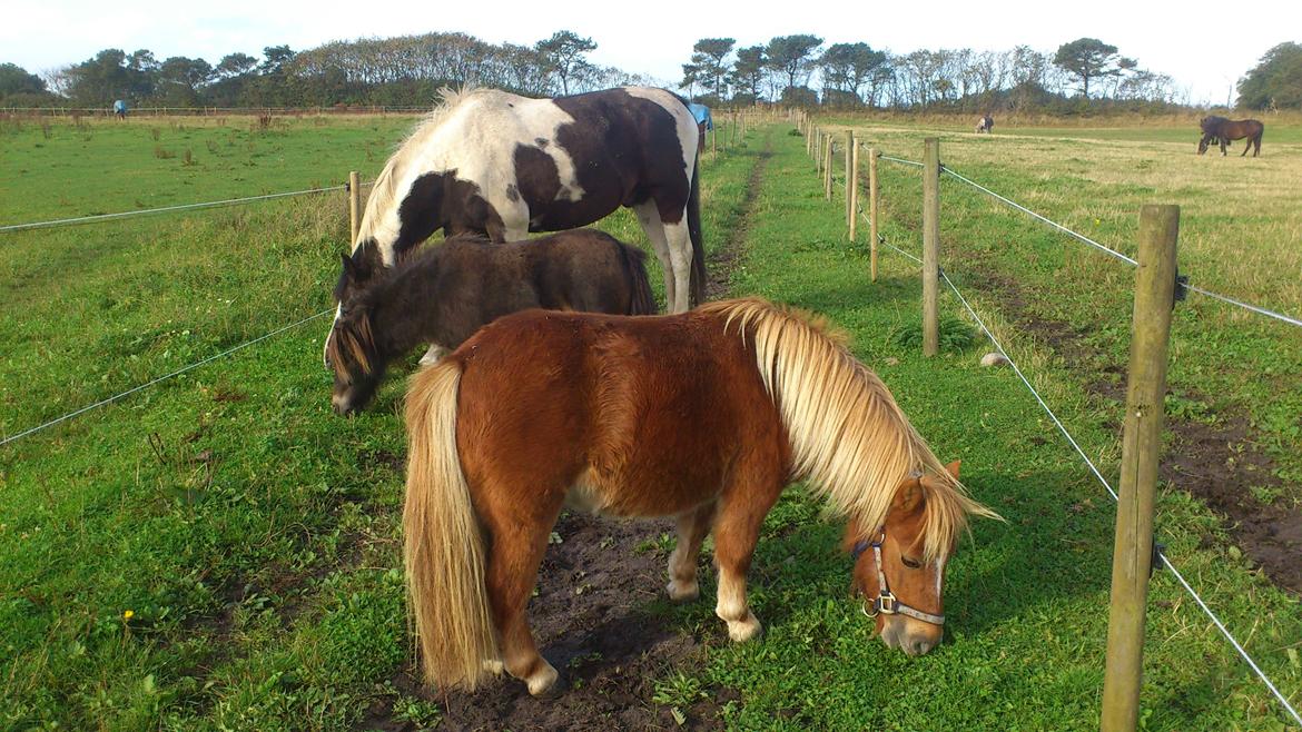 Shetlænder Alf billede 15