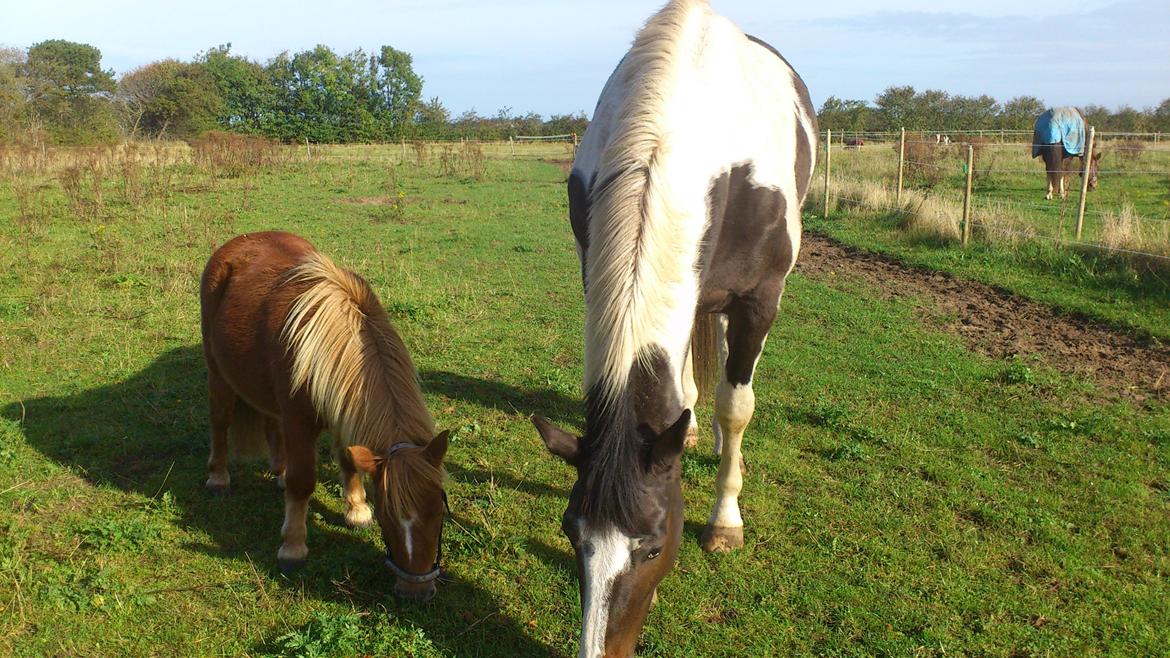Shetlænder Alf billede 16