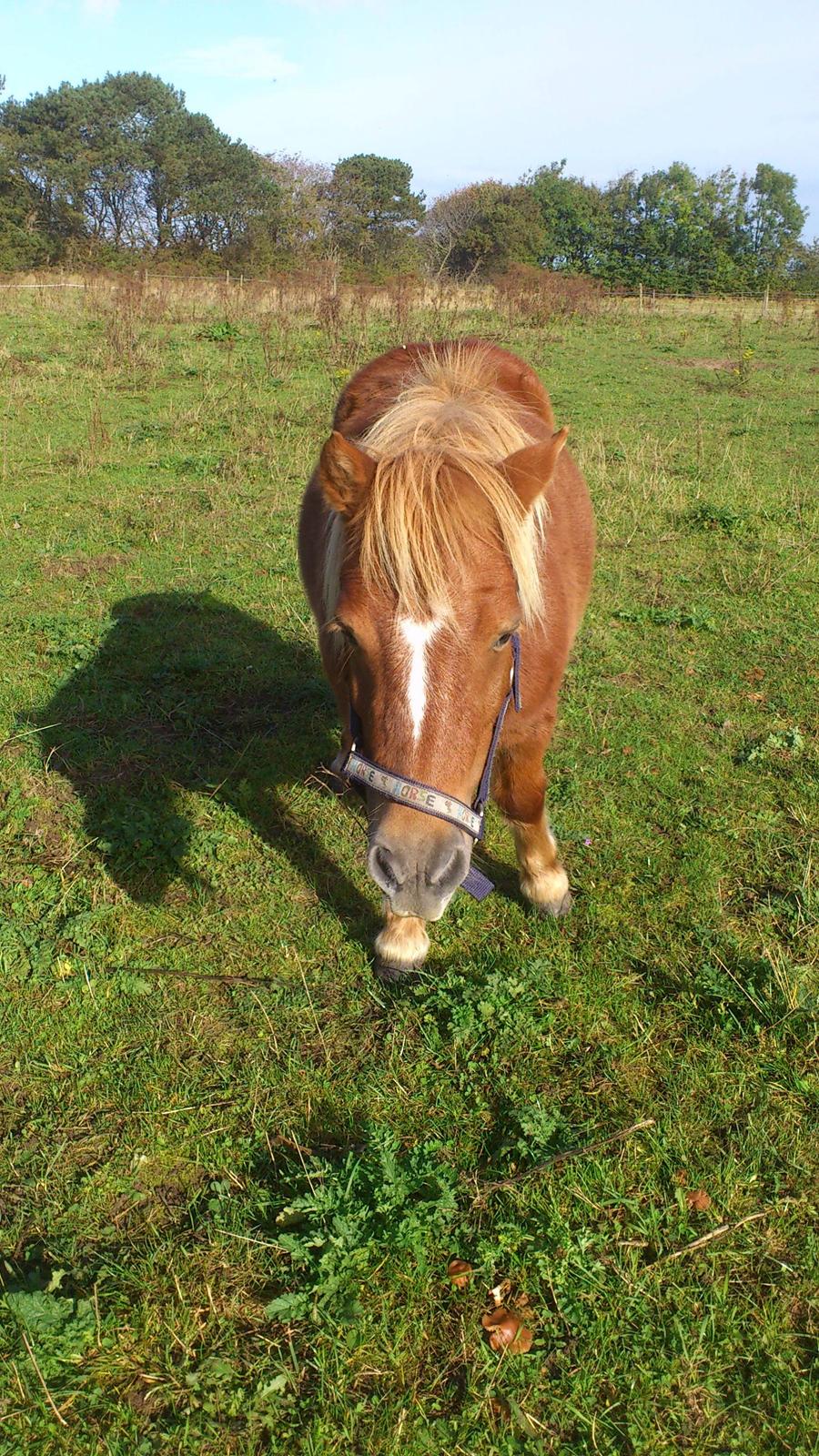 Shetlænder Alf billede 17