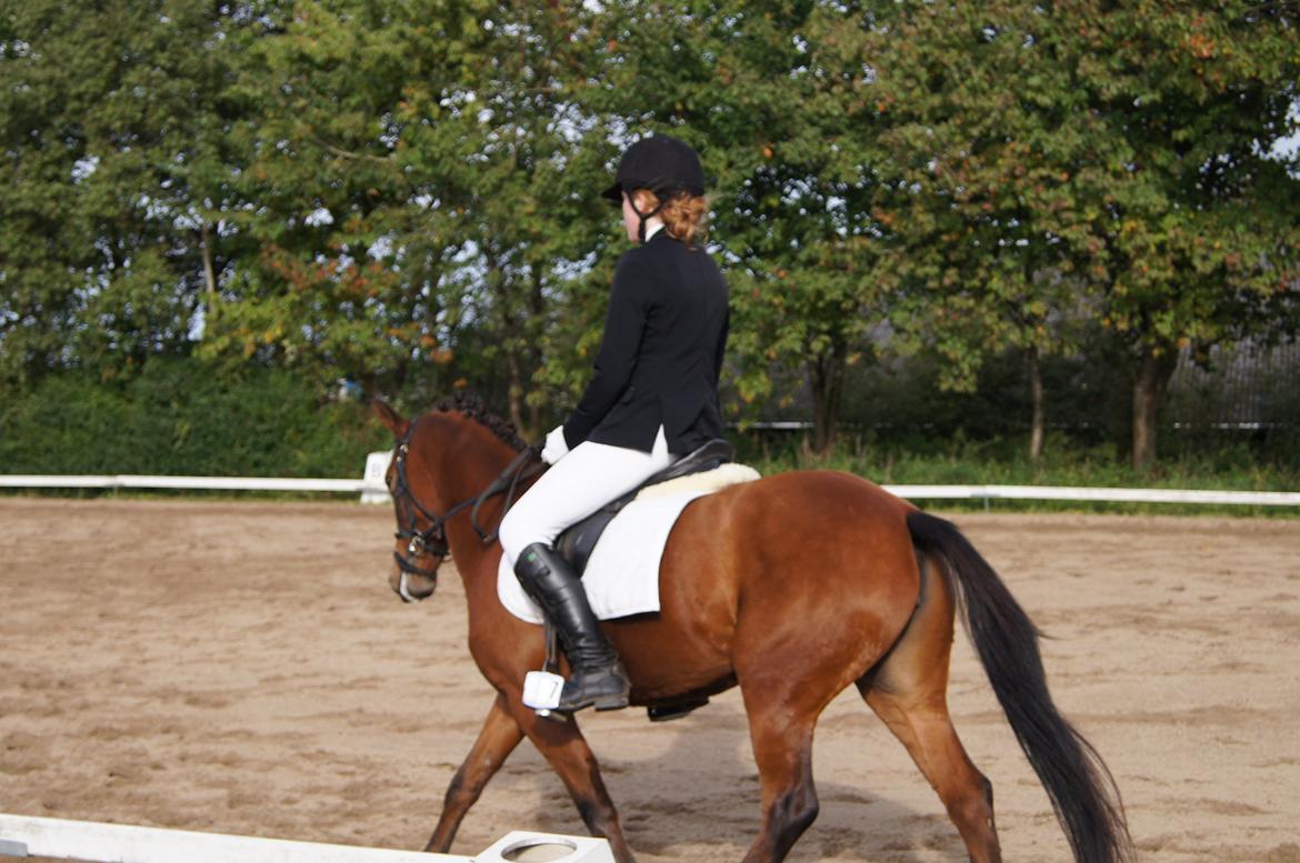 Anden særlig race MILLE - Områdemesterskaberne i Farsø. Sluttede med en samlet 3. plads i Dressur <3 billede 12