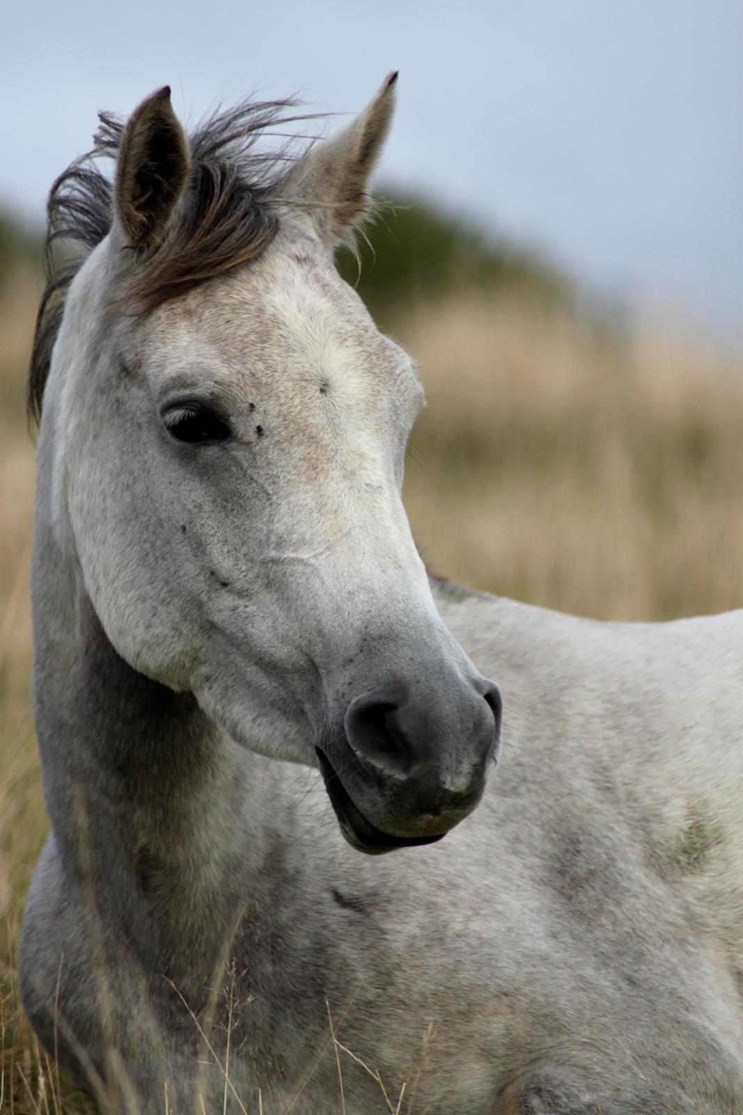 Arabisk fuldblod (OX) Diemma "AMY" R.I.P -Forever in my heart- billede 16