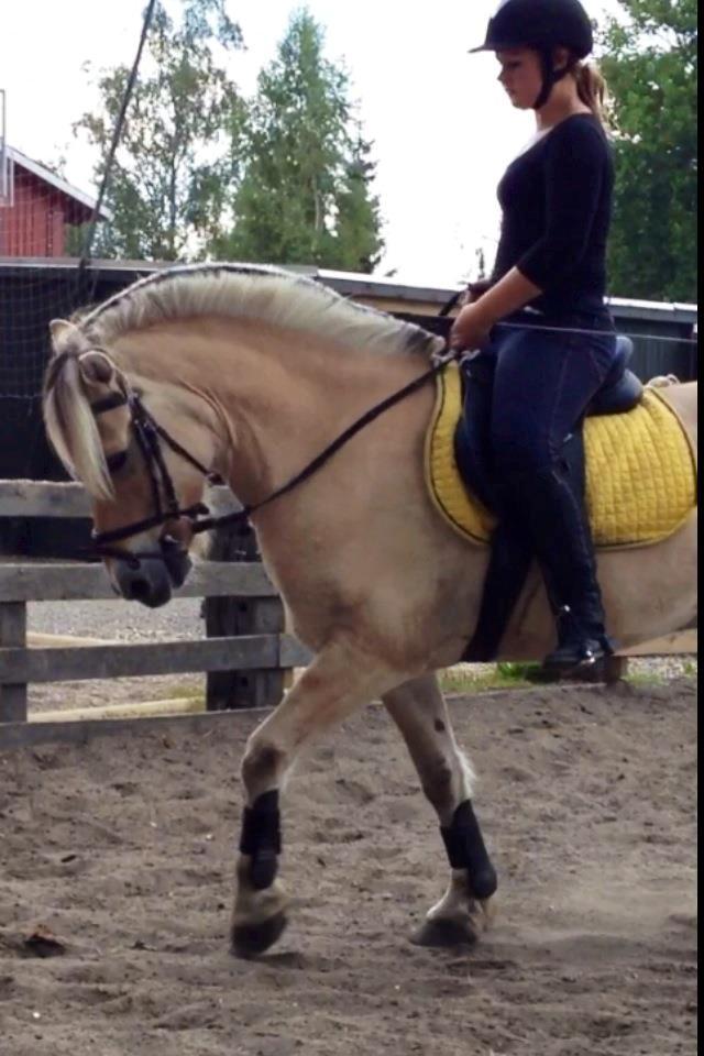 Fjordhest ghandi<3 billede 8