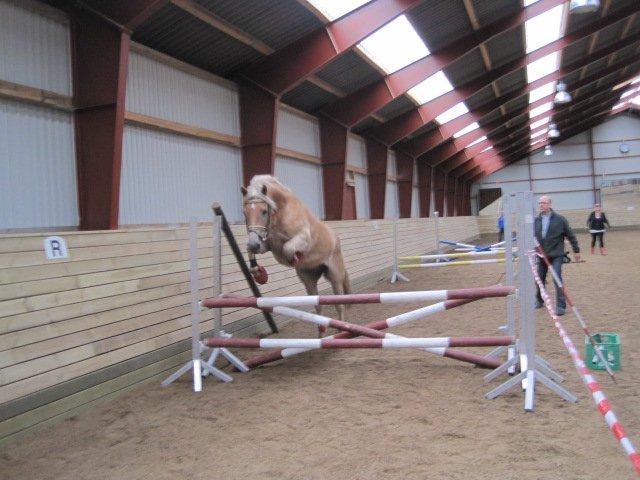 Haflinger Vestervangs Asterix! - Han kan godt lette rumpen! <3 :D
 billede 18