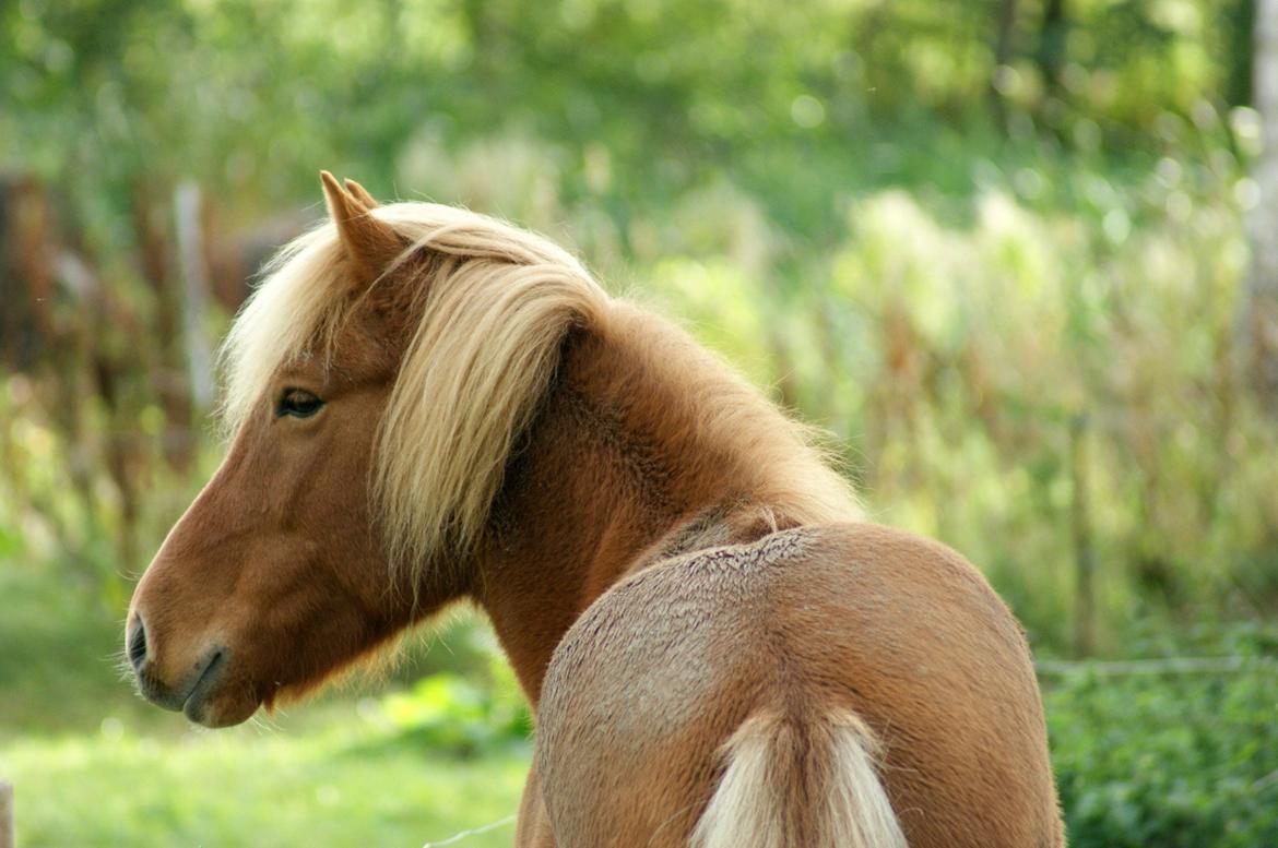 Islænder Stjarni billede 4