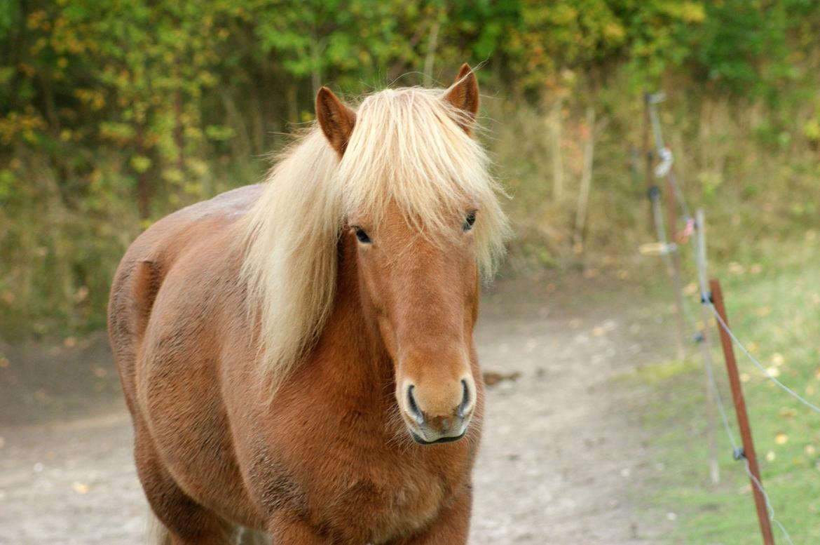 Islænder Stjarni billede 14