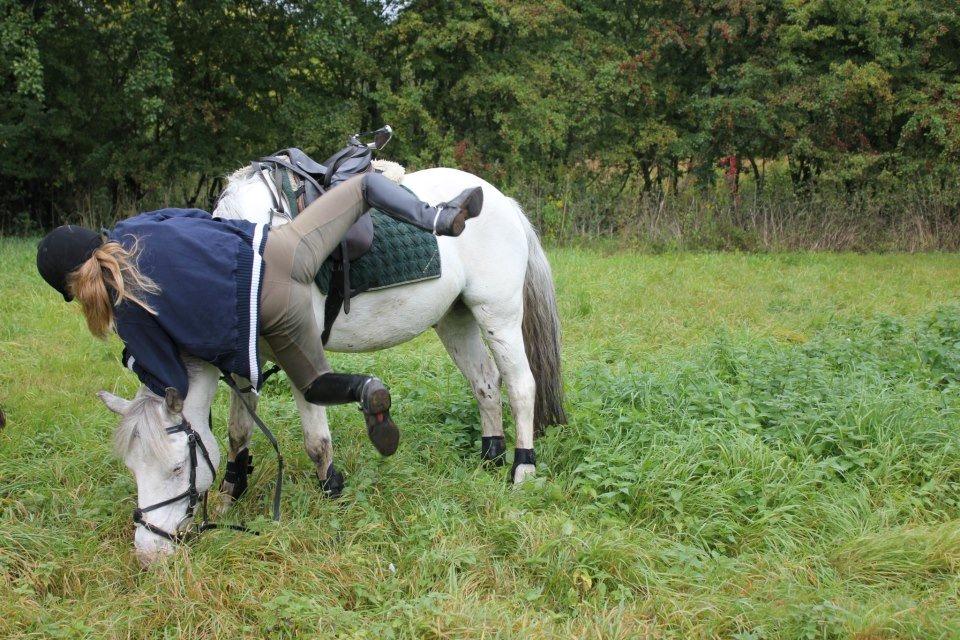 Hollandsk Sportspony Little One - Jeg falder af en stillestående hest -.- billede 13