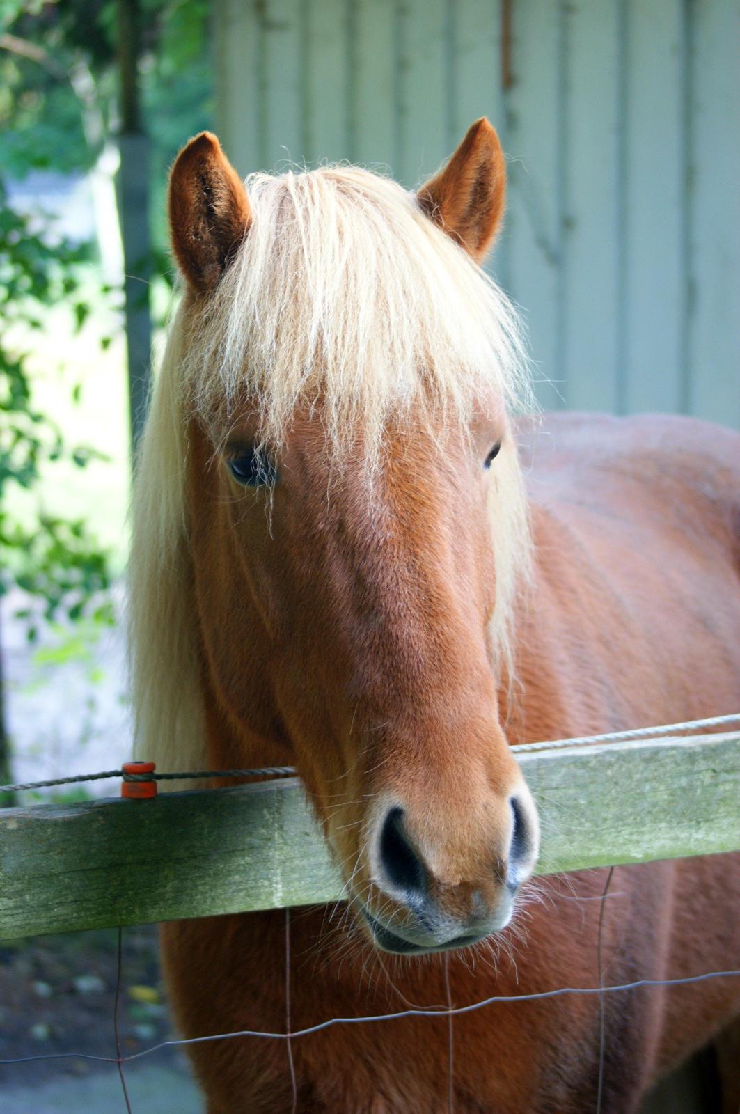 Islænder Stjarni billede 3