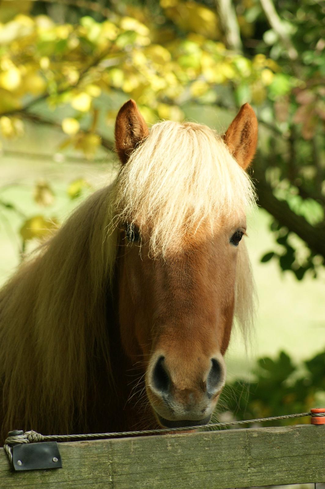 Islænder Stjarni billede 2