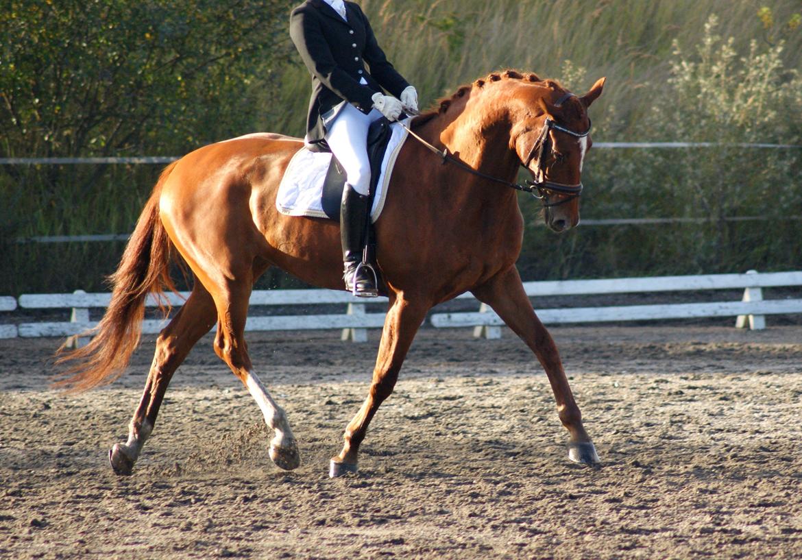 Oldenborg RYTTERGAARDENS PASCAL - September 2012 billede 10