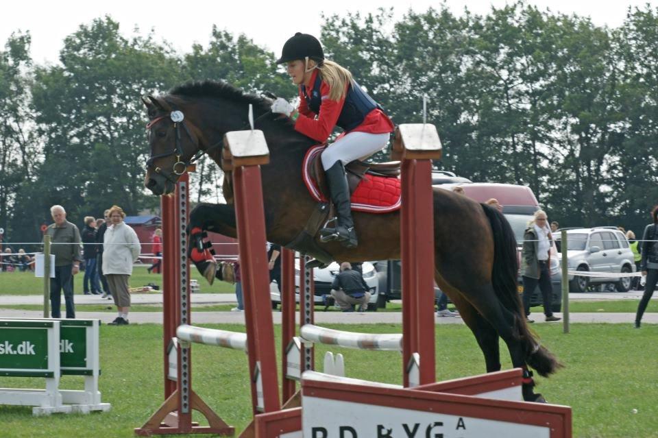 New Forest Sirius Hippios - storhestedag LB 

-taget af: Lene billede 16