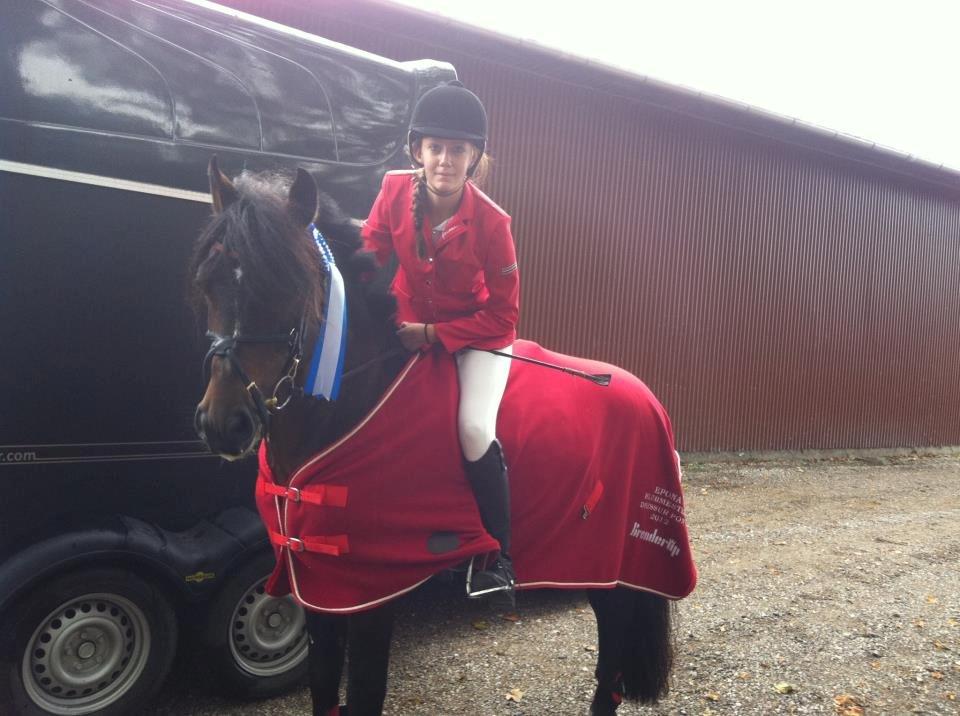 New Forest Sirius Hippios - 2. plads på SOLR (C-stævne) billede 17