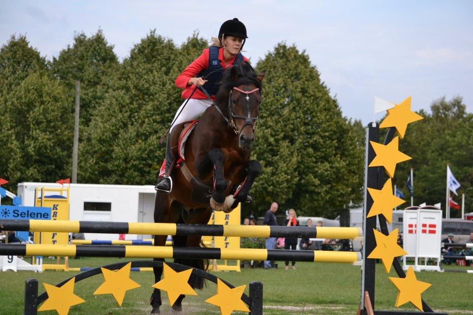 New Forest Sirius Hippios - Storhestedag LB billede 18