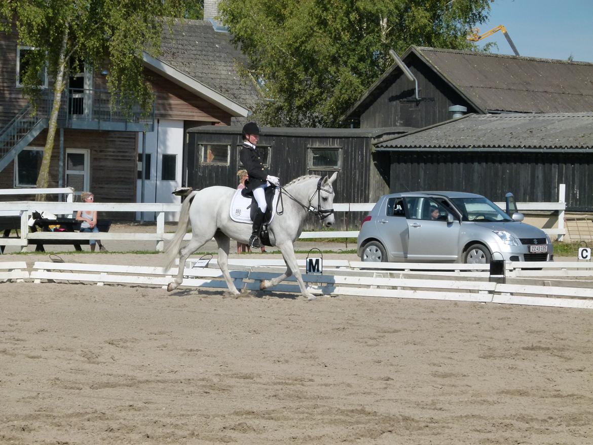 Tysk Sportspony My Fair Lady - Hillerød august 2012 billede 6