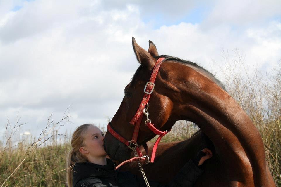 Trakehner  Klosterhedens why not (Notti) <3 - nuuuurhg snuske <3<3<3 billede 4