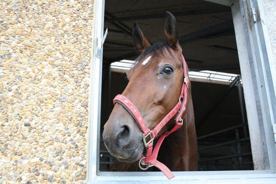 Trakehner  Klosterhedens why not (Notti) <3 - vinduet er åben men hvor er min faxe kondi flaske når ja den smed notti jo ned af bakken <3 billede 5