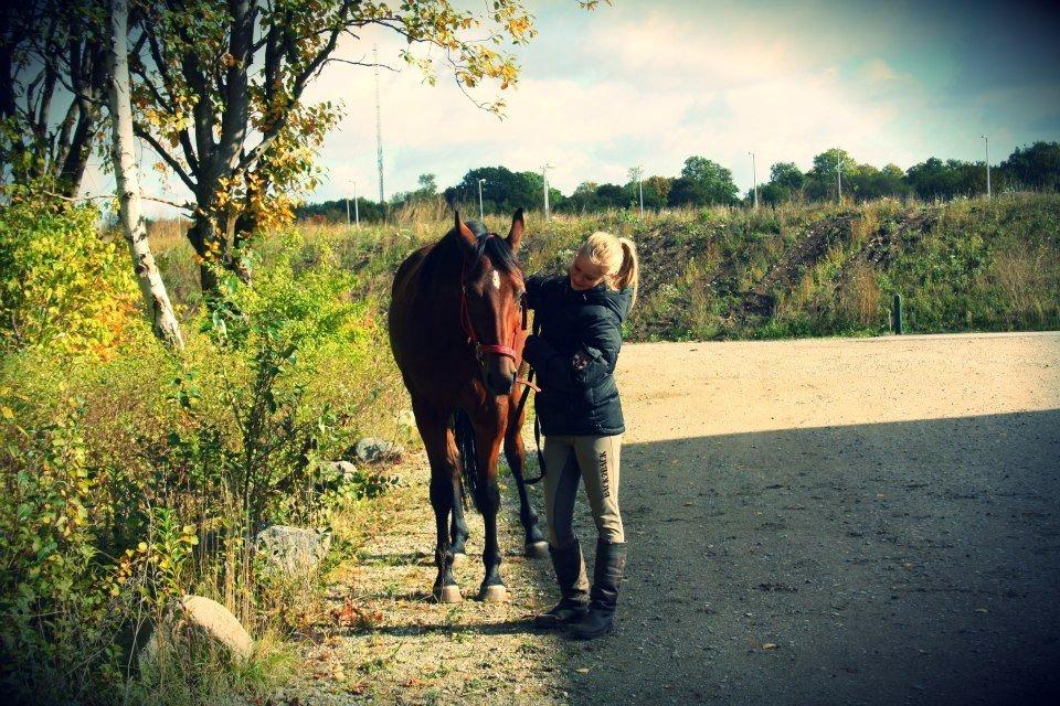 Trakehner  Klosterhedens why not (Notti) <3 billede 7