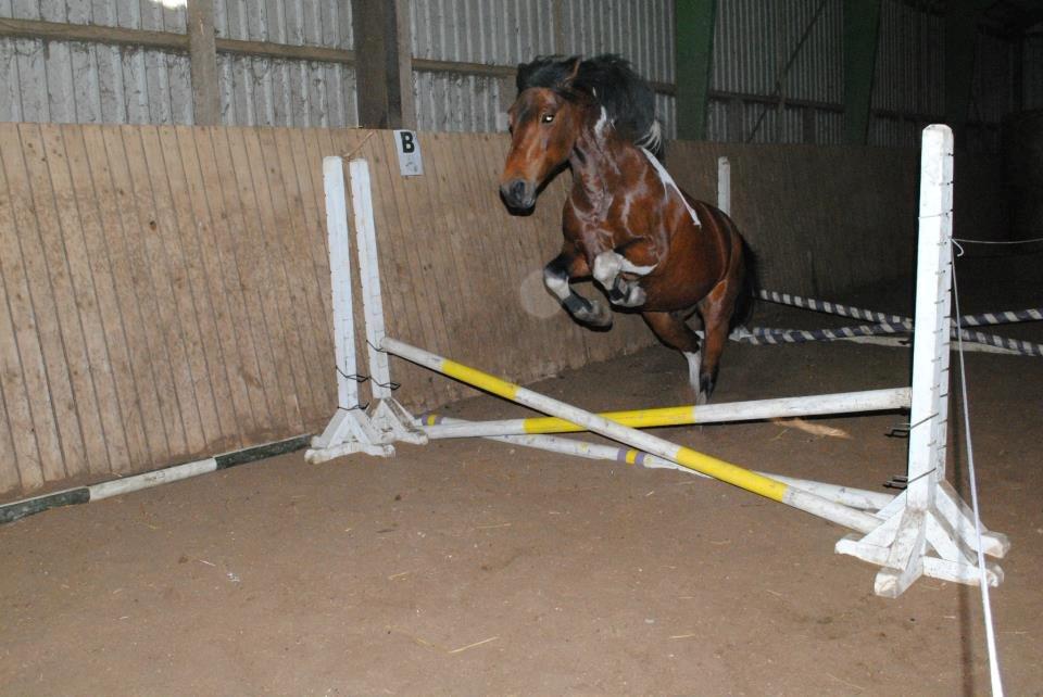 Anden særlig race Sønderhedens Santos - løsspringnig i Vorning sep2012, taget af Vinnie billede 13