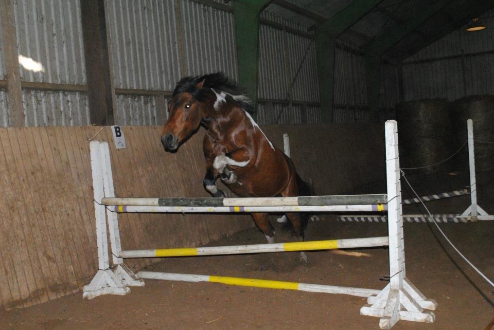 Anden særlig race Sønderhedens Santos - 1 meter, løsspringnig i Vorning sep2012, taget af Vinnie billede 15