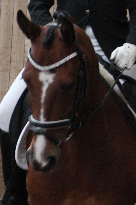 DSP Fontaine billede 18