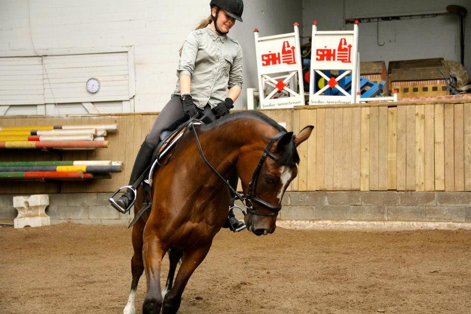 Trakehner Lasse e. Buddenbrock billede 15