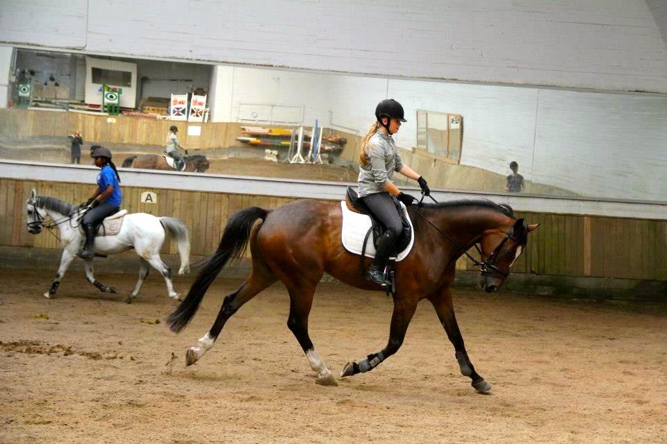 Trakehner Lasse e. Buddenbrock billede 12