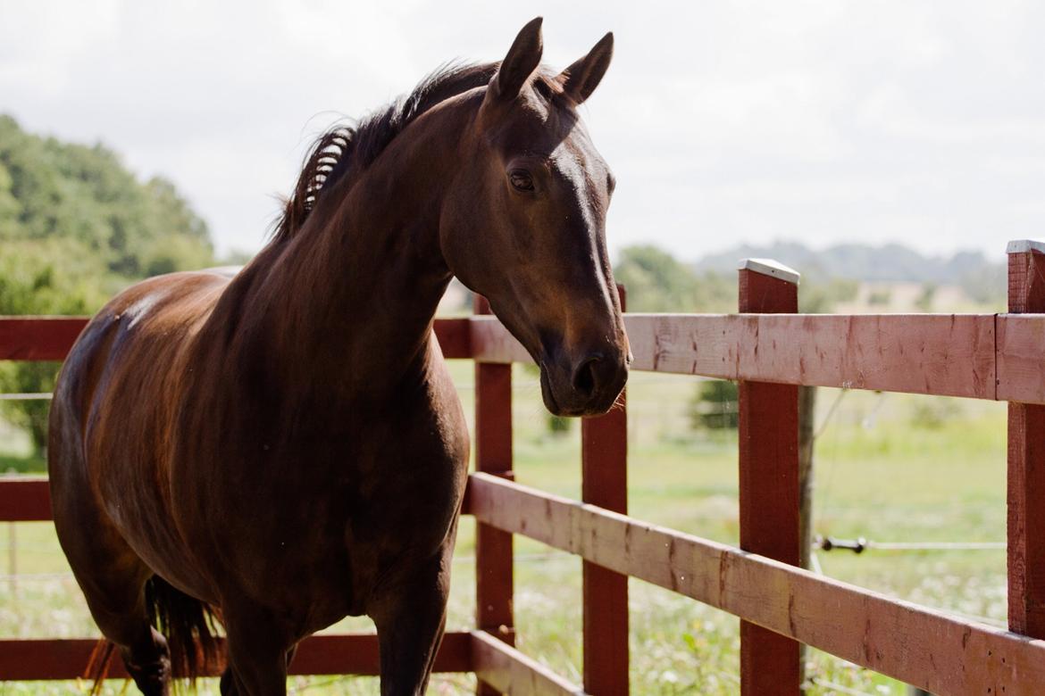 Anden særlig race Paskal billede 7