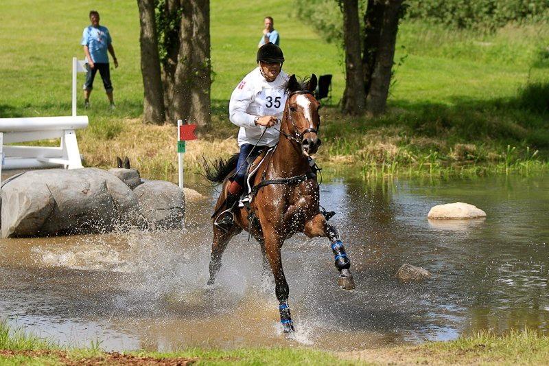 Trakehner Lasse e. Buddenbrock - Stjernen <3 billede 4