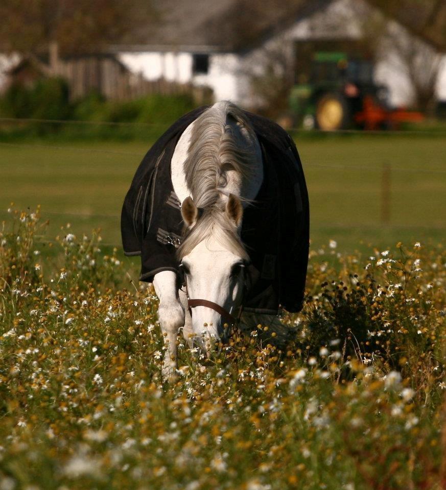 Anden særlig race Lucas - Efterårs hygge :) billede 3
