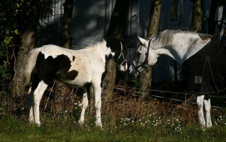 Anden særlig race Lucas - Lucas og Sunrice hygger :) billede 4