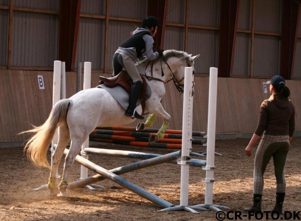 Anden særlig race Lucas billede 14