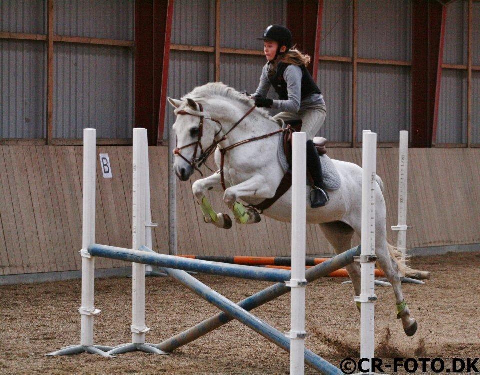 Anden særlig race Lucas billede 15