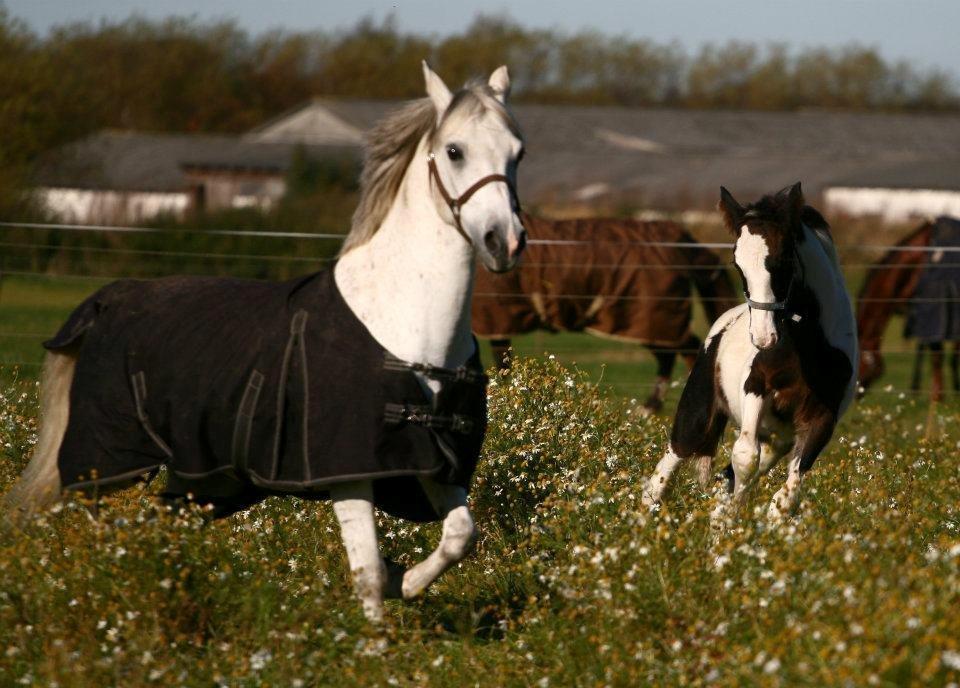 Anden særlig race Lucas - Nu skal vi altså lege siger Sunrice! ;) billede 16