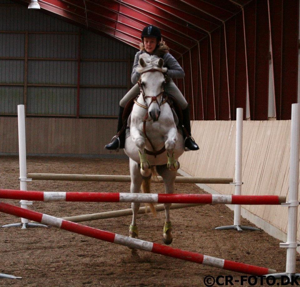 Anden særlig race Lucas billede 17