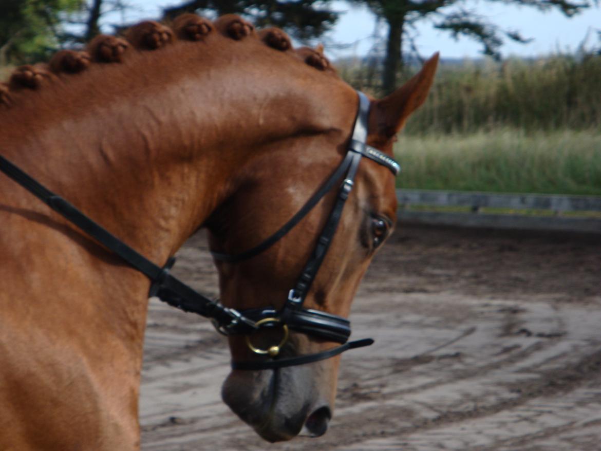 Anden særlig race Capitano billede 4
