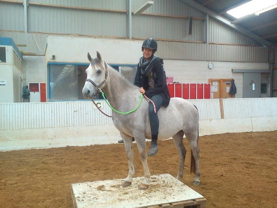 Anden særlig race Stald Nino´s O´malley (Malle) billede 3