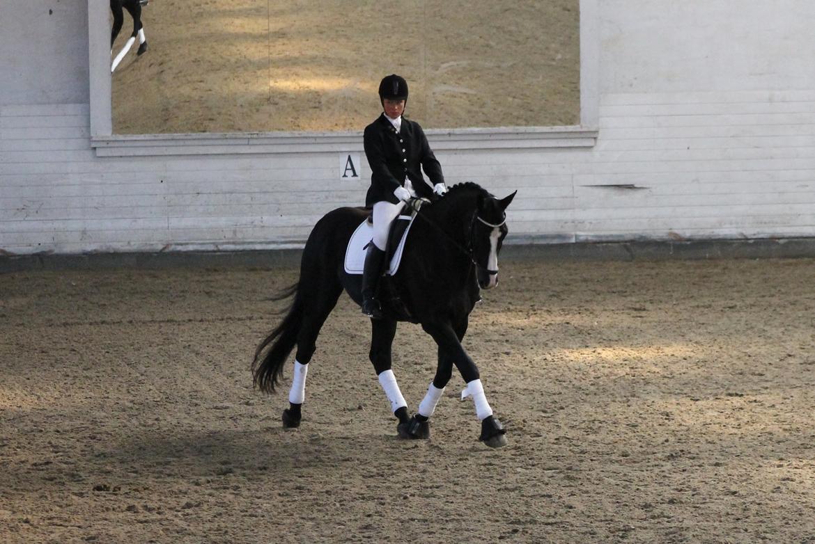 Dansk Varmblod Avalant - Avalants første stævne.. 65,65 ikke at klage over ;) billede 16