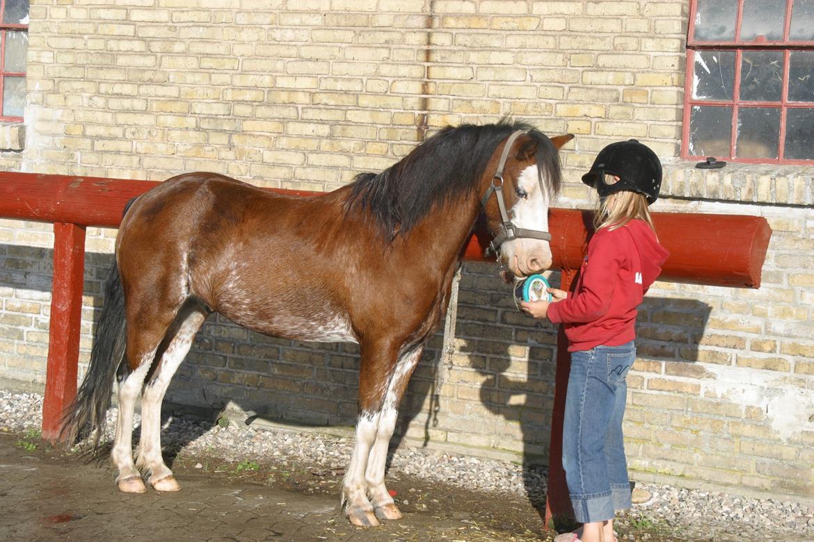 Welsh Pony (sec B) • Simba - Mig og min bedsteven. <3 billede 12