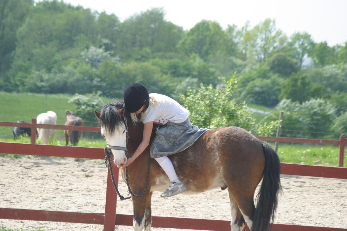 Welsh Pony (sec B) • Simba - velkommen til Simbas profil.
Simba har været min bedsteven igennem mange år, og jeg er dybt taknemmelig for at jeg havde dette fantastiske venskab.<3 billede 1