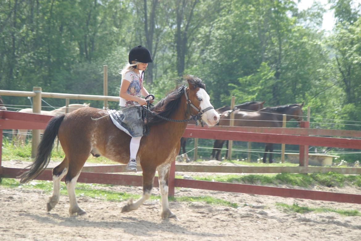 Welsh Pony (sec B) • Simba billede 3